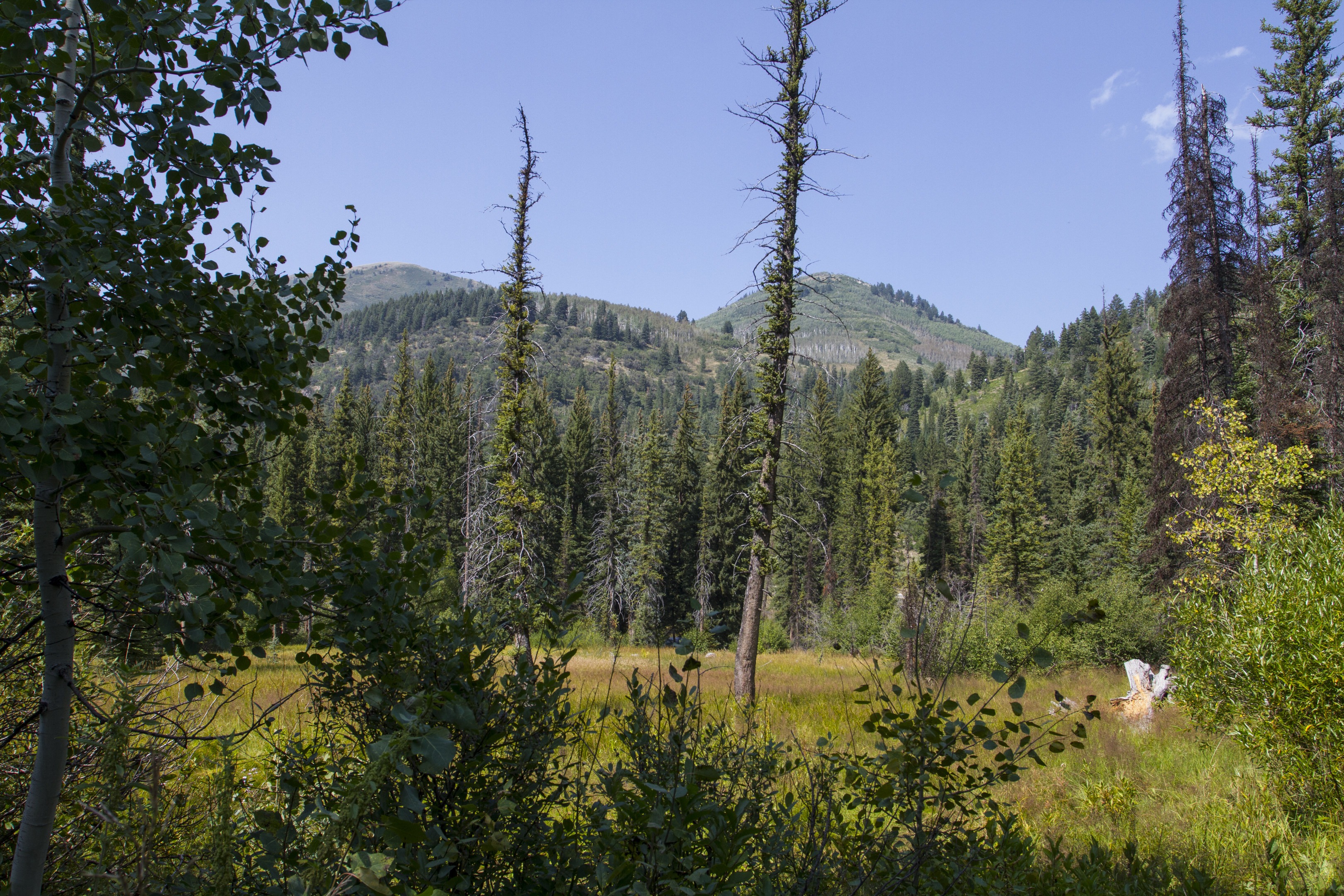 The Spruces Campground